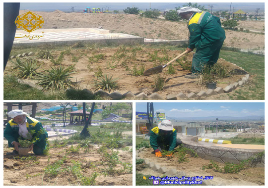 عملیات کاشت گلهای تزیینی در پارک معراج 