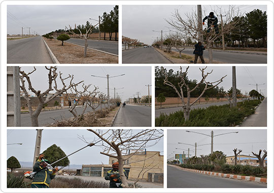 عملیات هرس و بازپیرایی درختان سطح شهر 